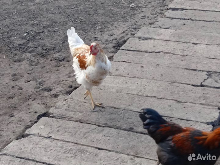 Продаются молодые петушки