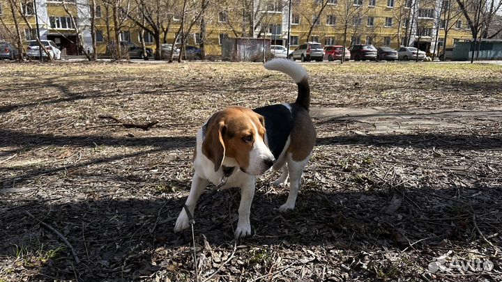 Собака в добрые руки отдам бесплатно