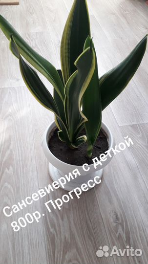 Сансевиерия