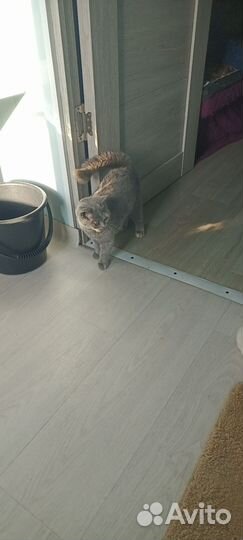 Шотландская