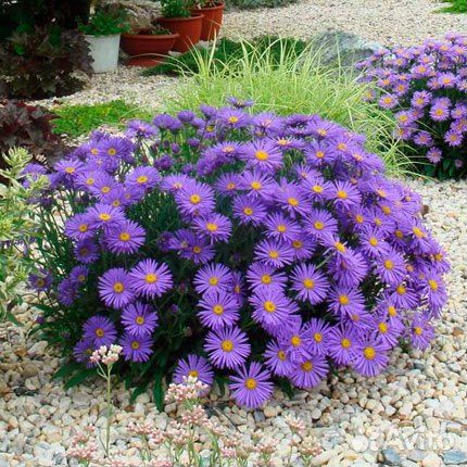 Астры многолетние сентябринки