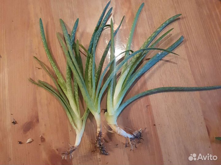 Алое набор растений