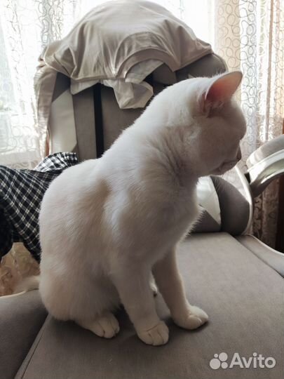Кот британец