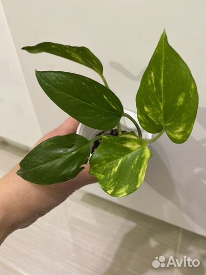 Эпипремнумы и сциндапсусы