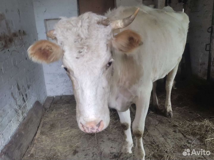 Корова хорошая дойная