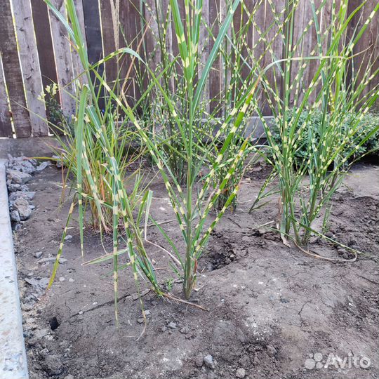 Мискантус Зебрина