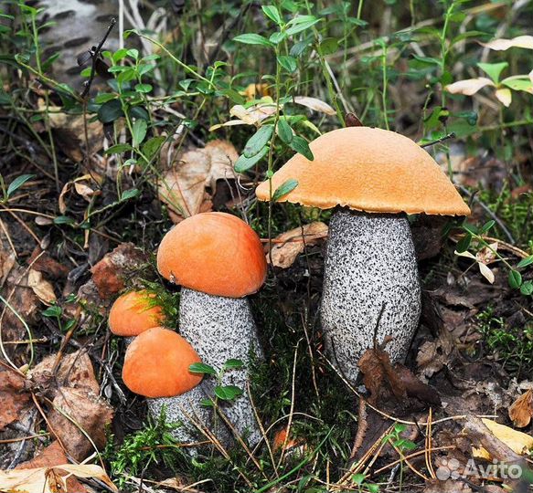 Белый гриб лисички грибы вареные замороженные