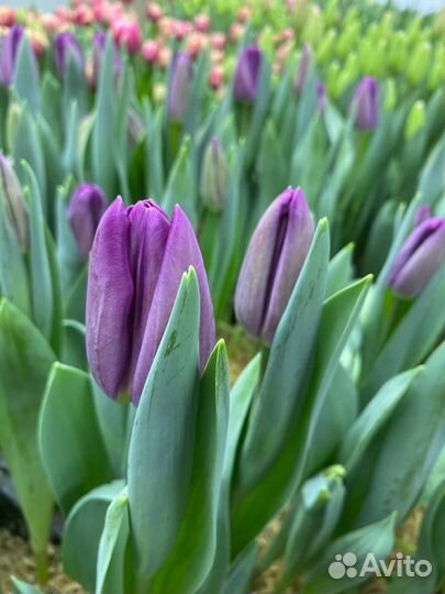Тюльпаны к 8 марта оптом