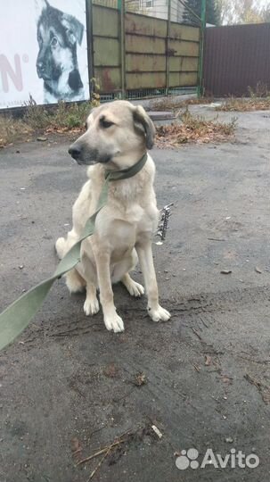 Собака бесплатно