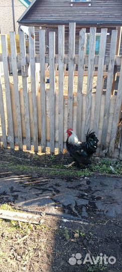 Петух брама