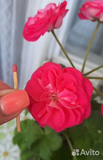 Пеларгония (герань) цветущая