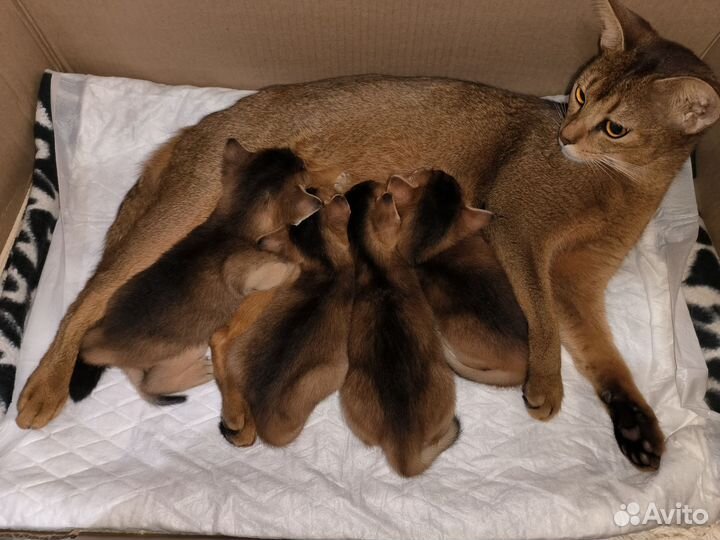 Абиссинские котята
