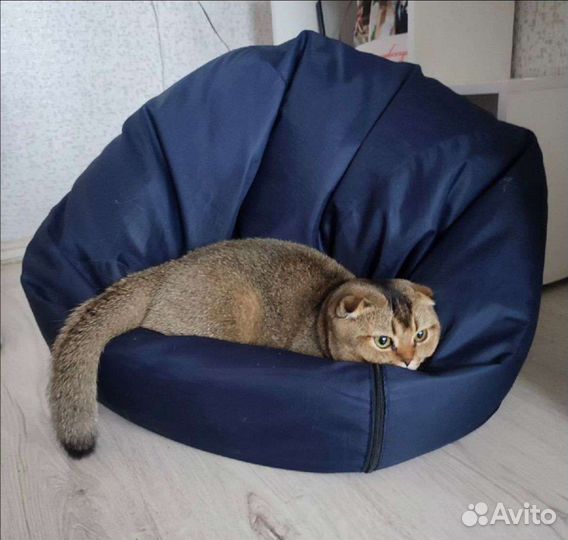 Вязка с вислоухим шотландцем