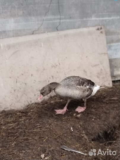 Гусь подсадной для охоты