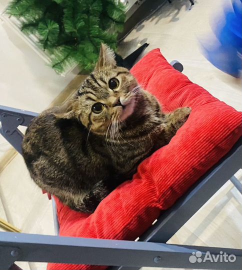 Кошка