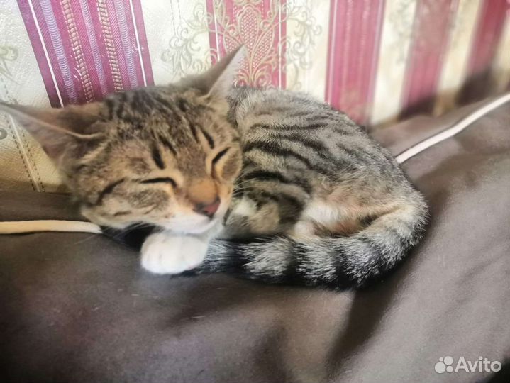 Молодые кошечки-подростки в дар