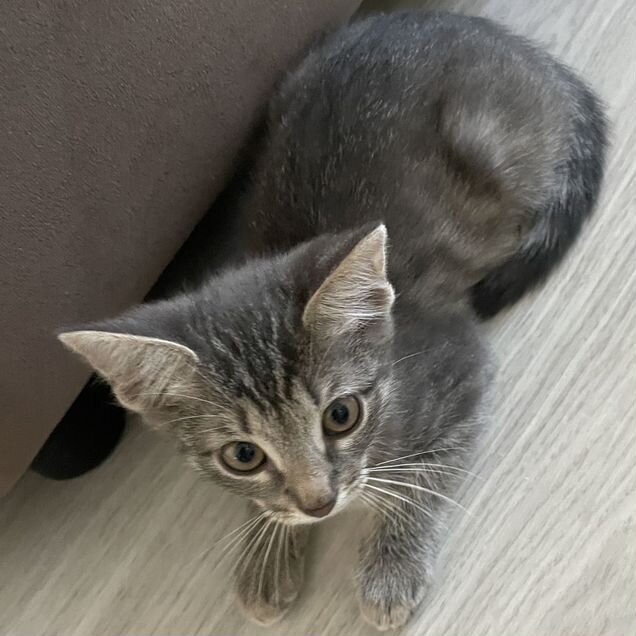 Котёнок в добрые руки