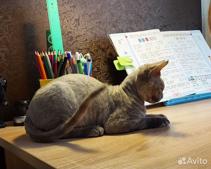 Девон-рекс девочка