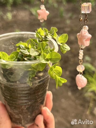 Вербейник монетчатый