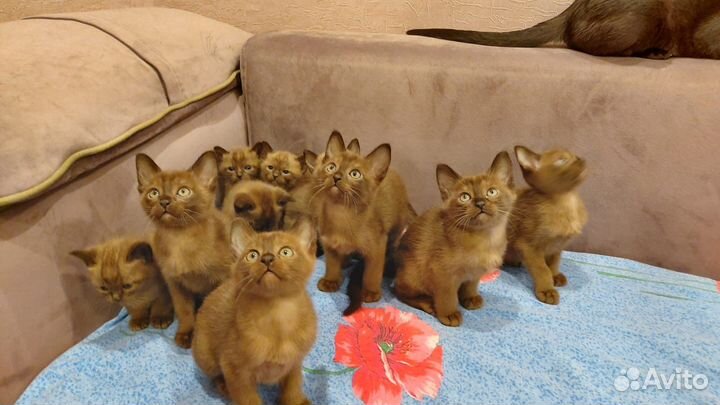 Бурманские котята