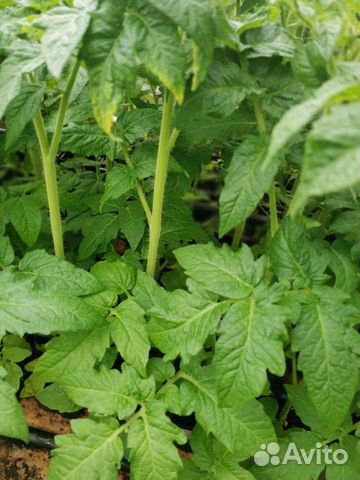 Рассада томатов