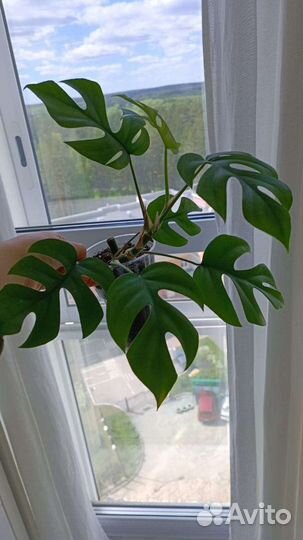 Рафидофора тетрасперма