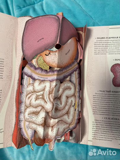 Тело человека интерактивная книга Миф