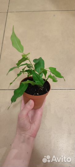 Фикус Бенджамина