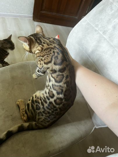 Бенгальская кошка