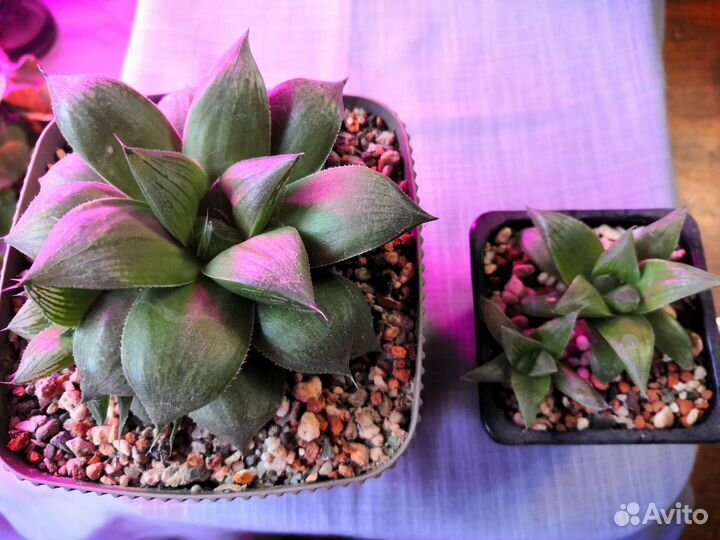 Комнатные растения