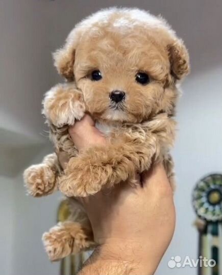 Мальтипу f1 mini с документами