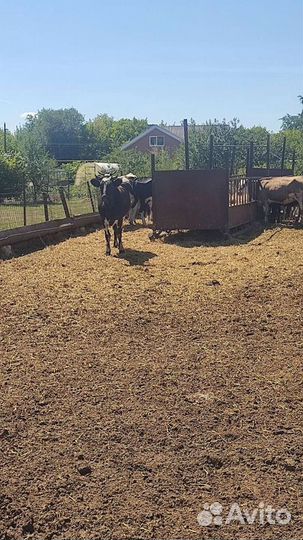Коровы,быки,крс