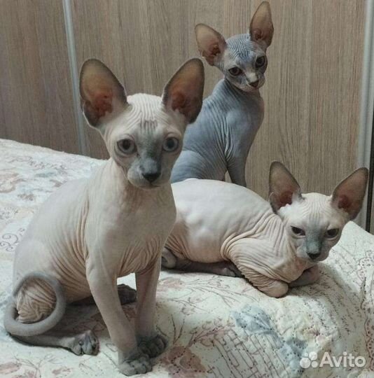 Канадский Сфинкс котята