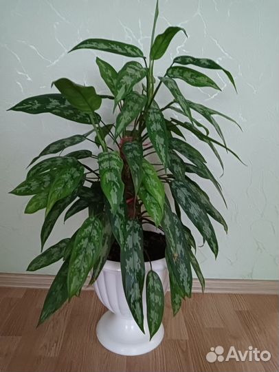 Пальма кордилина 140см