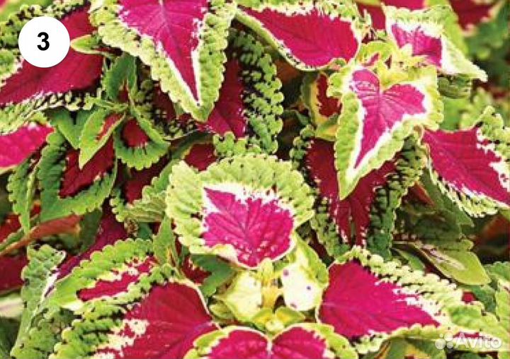 Колеусы сортовые и вегетативные