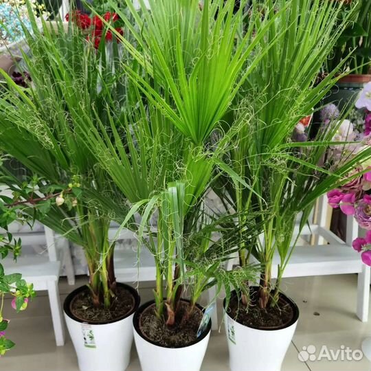 Комнатные цветы