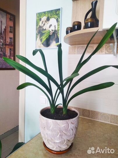 Кливия. Комнатный цветок