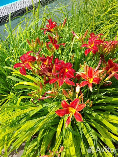 Лилейники сортовые