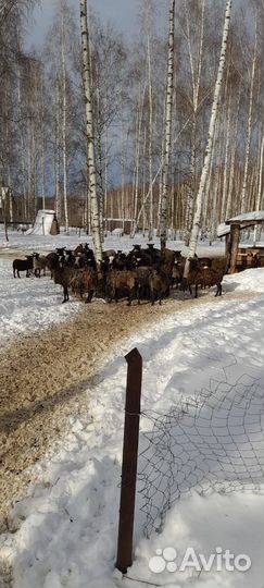 Овцы бараны ягнята романовские