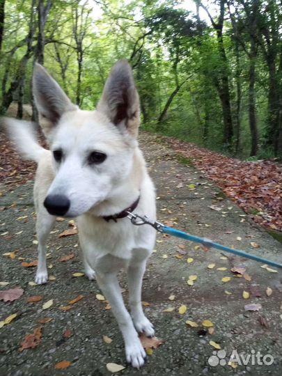 Лайка метис. 6 месяцев. 12 кг