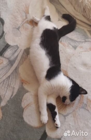 Кошки в добрые руки