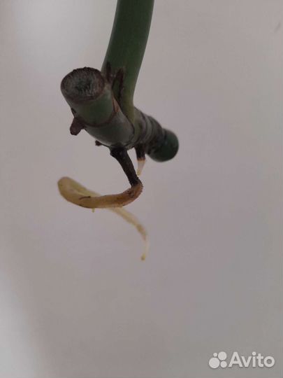 Рафидофора декурсива