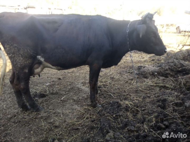 Корова дойная