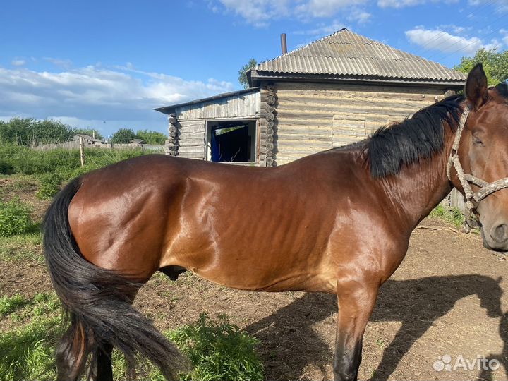 Продам жеребца 3-летка