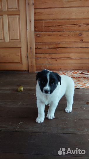 Раздаем щенят