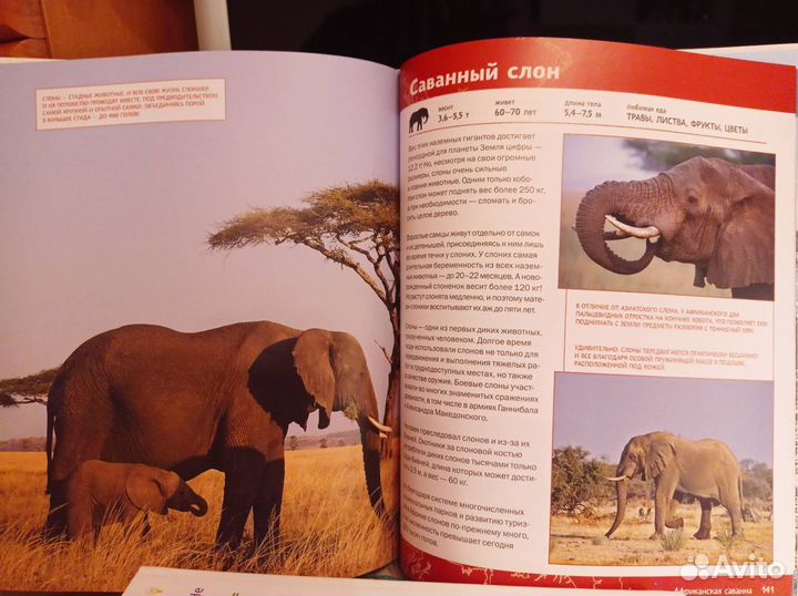 Кеиги для детей. Как объяснить ребенку науку