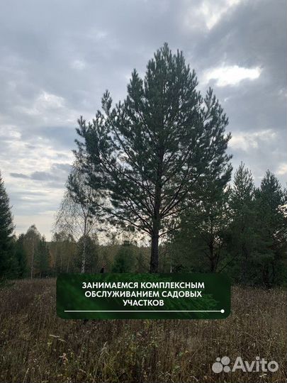 Сосна обыкновенная 5-6 м