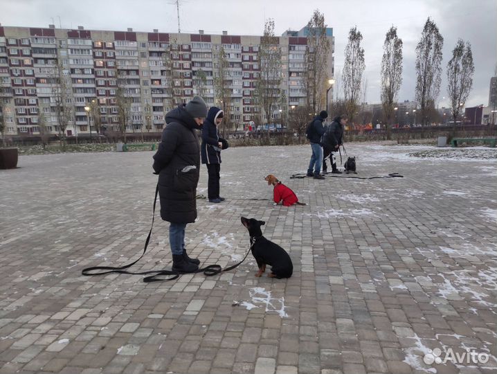 Групповая дрессировка собак