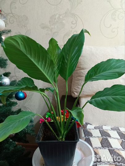 Спатифиллум