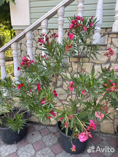 Олеандр махровый розовый